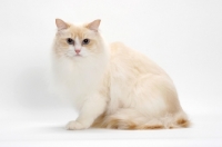 Picture of Cream Point Bi-Color Ragdoll cat