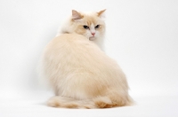 Picture of Cream Point Bi-Color Ragdoll cat, looking back