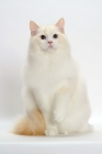 Picture of Cream Point Bi-Color Ragdoll cat