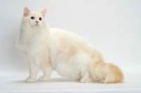 Picture of Cream Point Bi-Color Ragdoll cat standing