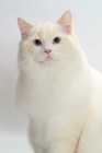 Picture of Cream Point Bi-Color Ragdoll cat looking at camera