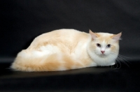 Picture of Cream Point Bi-Colour Ragdoll on black background