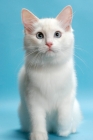 Picture of Cream Point Bi-Colour Ragdoll, sitting