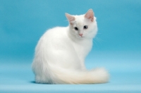 Picture of Cream Point Bi-Colour Ragdoll, looking back