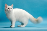 Picture of Cream Point Bi-Colour Ragdoll