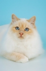 Picture of cream point birman cat, looking at camera