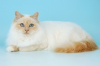 Picture of cream point birman cat, lying