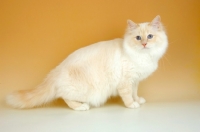 Picture of cream point birman cat, side view