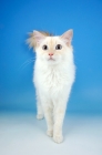 Picture of cream point ragdoll cat, front view