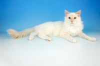 Picture of cream point ragdoll cat, lying down