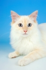 Picture of cream point ragdoll cat, portrait