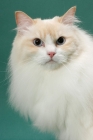 Picture of cream point Ragdoll, head study