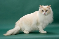 Picture of cream point Ragdoll