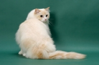 Picture of cream point Ragdoll