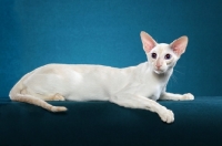 Picture of cream point Siamese cat