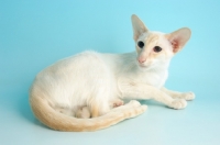 Picture of cream point siamese lying down