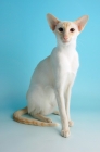 Picture of cream point siamese, sitting down