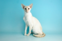 Picture of cream point siamese