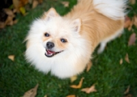 Picture of Cream Pomeranian on grass, smiling at camera.