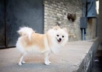 Picture of Cream Pomeranian on loading dock, smiling at camera