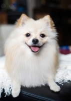 Picture of Cream Pomeranian on ottoman, smiling at camera.
