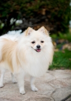 Picture of Cream Pomeranian on rock, smiling at camera.