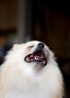Picture of Cream Pomeranian with head back and mouth open.