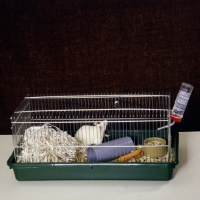 Picture of cream rat in cage with accessories 