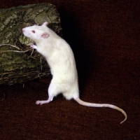 Picture of cream rat leaning on log