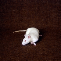 Picture of cream rat looking agile
