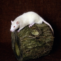 Picture of cream rat on log