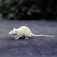 Picture of cream rat side view