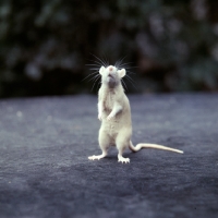 Picture of cream rat standing on hind legs