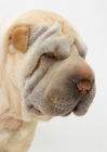 Picture of cream Sharp Pei headshot on white background