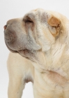 Picture of cream Sharp Pei on white background, looking away