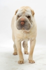 Picture of cream Sharp Pei on white background