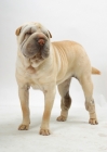 Picture of cream Sharp Pei standing on white background