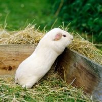 Picture of cream short-haired guinea pig looking over the pen