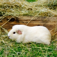 Picture of cream short-haired guinea pig on grass in pen with hay