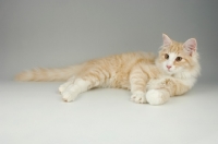 Picture of cream silver and white norwegian forest cat lying down