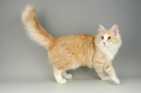 Picture of cream silver and white norwegian forest cat walking
