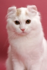 Picture of Cream Silver Mackerel Tabby & White, American Curl Longhair, portrait