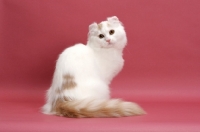 Picture of Cream Silver Mackerel Tabby & White, American Curl Longhair
