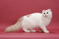 Picture of Cream Silver Mackerel Tabby & White, American Curl Longhair