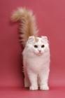 Picture of Cream Silver Mackerel Tabby & White, American Curl Longhair, tail up