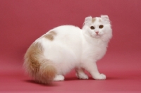 Picture of Cream Silver Mackerel Tabby & White, American Curl Longhair, standing