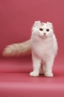Picture of Cream Silver Mackerel Tabby & White, American Curl Longhair, looking away