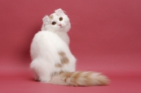 Picture of Cream Silver Mackerel Tabby & White, American Curl Longhair, back view