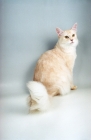 Picture of cream silver Somali cat sitting down