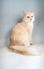 Picture of cream silver Somali cat sitting down